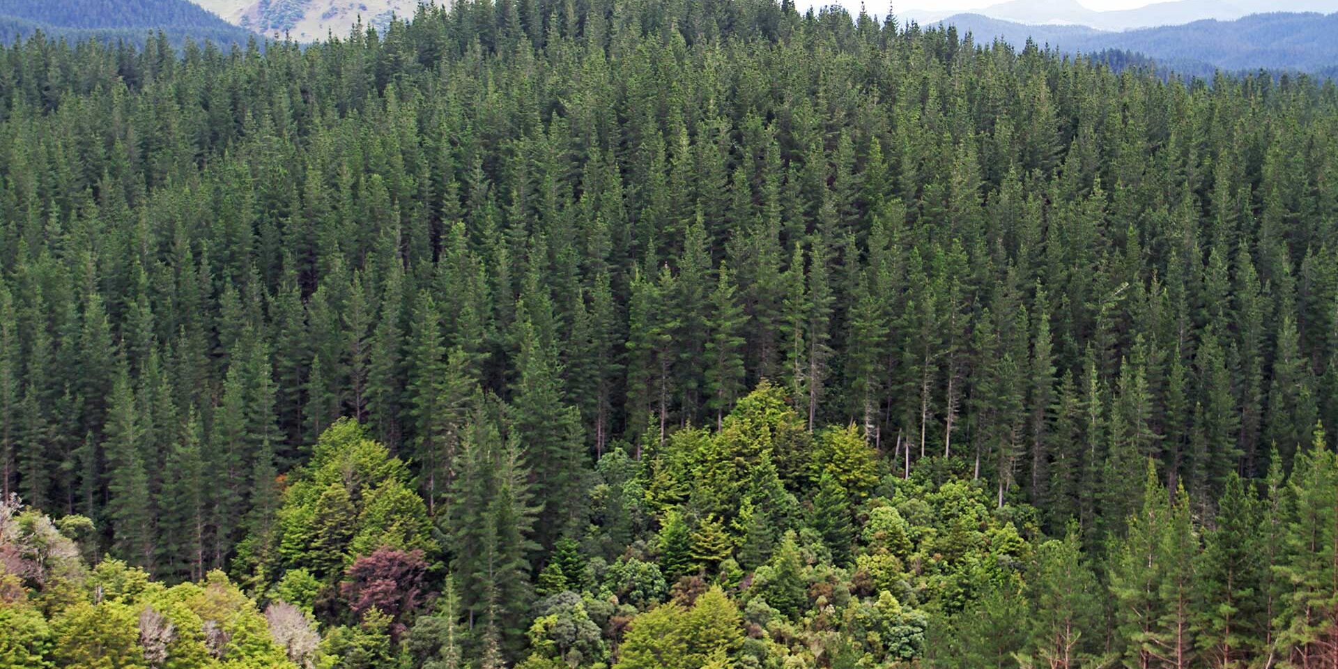 forests