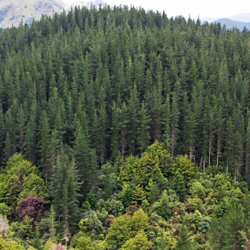 forests