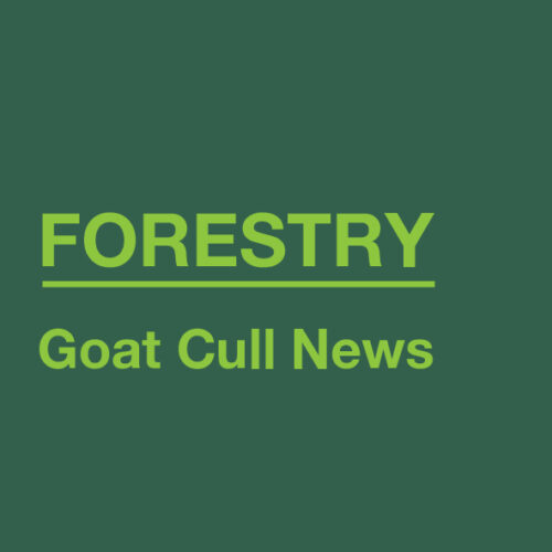 goat cull